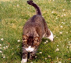 File:Cinnamonswirl.jpg