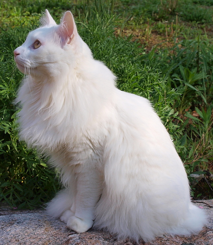 File:Cloudpelt.png