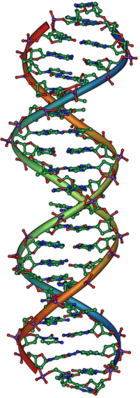 140px-DNA Overview2