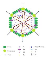 ADENOVIRUS.jpg