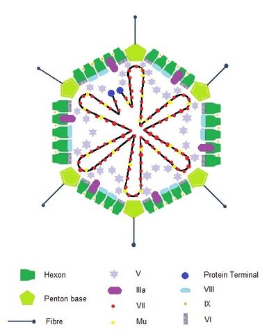 Arquivo:ADENOVIRUS.jpg
