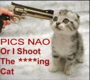 Pics NAO