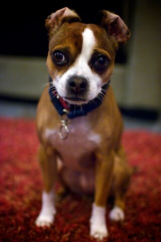 File:Maeby5.jpeg