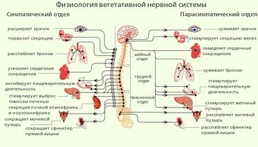 СимпатПарасимпат