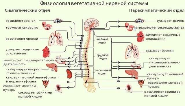 Файл:СимпатПарасимпат.jpg