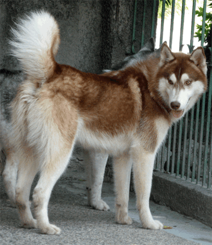 File:Astro.gif