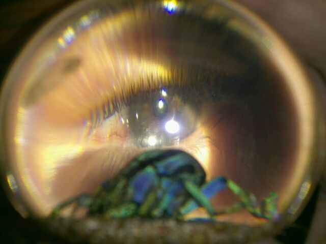 File:All seeing eye.jpeg