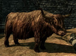 Vache