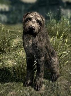 Chien.jpg