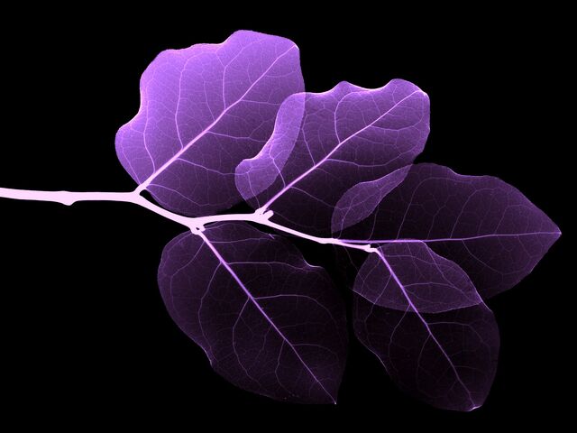 File:Vista-wallpaper-4-leaves.jpg