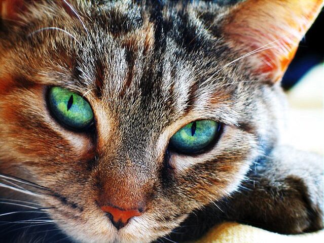 File:Brown-cat.jpg