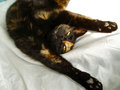 Thumbnail for version as of 16:09, October 13, 2011