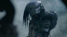 Predator