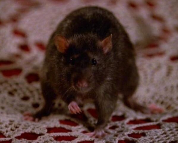 File:AmyRat.jpg