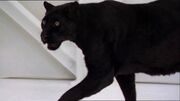 Big cat 2