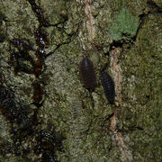 Isopods at mothing sugar