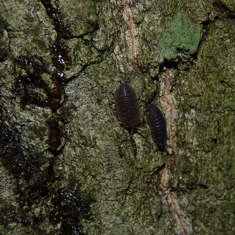 File:Isopods at mothing sugar.jpg