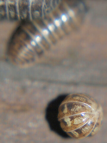 File:Rolly Polly Playing Peek-a-Boo.jpg