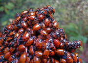 Love Bugs