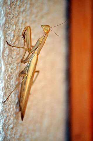 File:Praying mantis.jpg