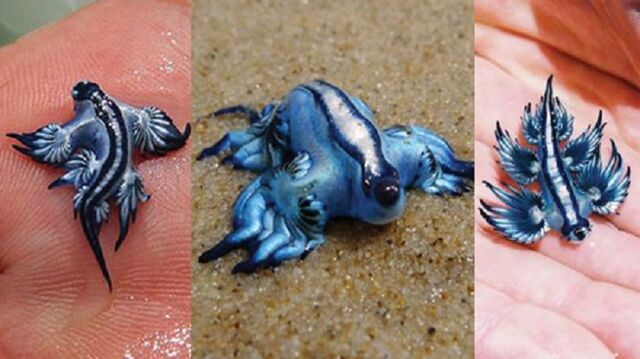 File:Dragon slug.jpg