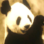 Pandaav
