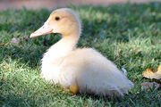 Baby Duck 2.jpg