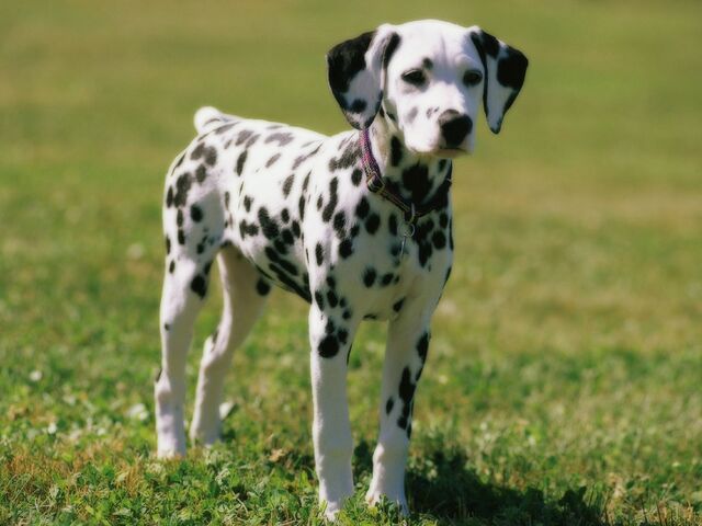Archivo:Dalmata.jpg