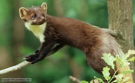 European pine marten 1