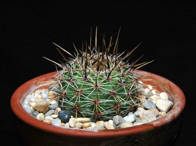 File:Echinopsis aurea100.jpg