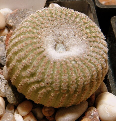 File:Yavia cryptocarpa2.jpg