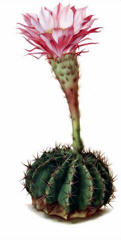 File:Echinopsis oxygona01.png.jpg