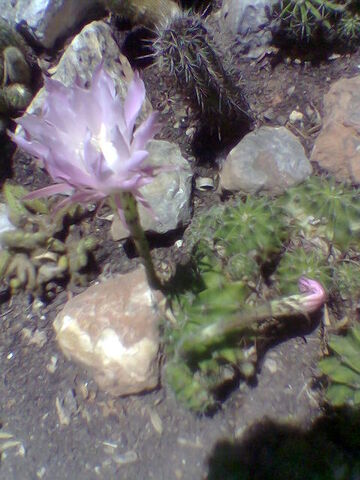 File:Echinopsis oxygona flowering.jpg