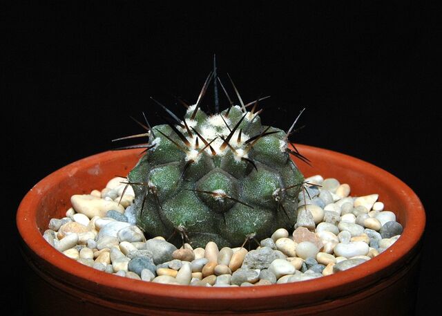 File:Copiapoa cinerea100.jpg