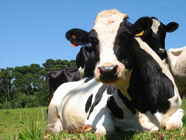 Ficheiro:Vaca.jpg