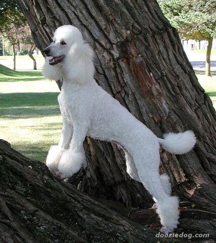 Ficheiro:Poodle-16.jpg