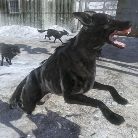 File:Attack Dogs BO.jpg