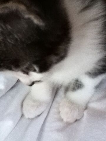 File:Im Goldy G Cat.jpg