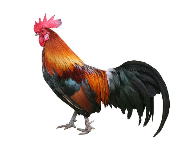 File:Rooster-3.jpg