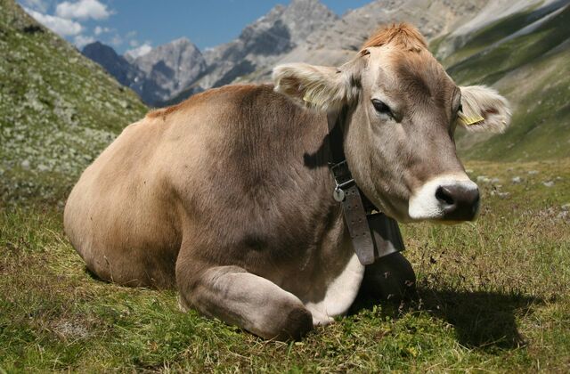 File:Cattle.jpg