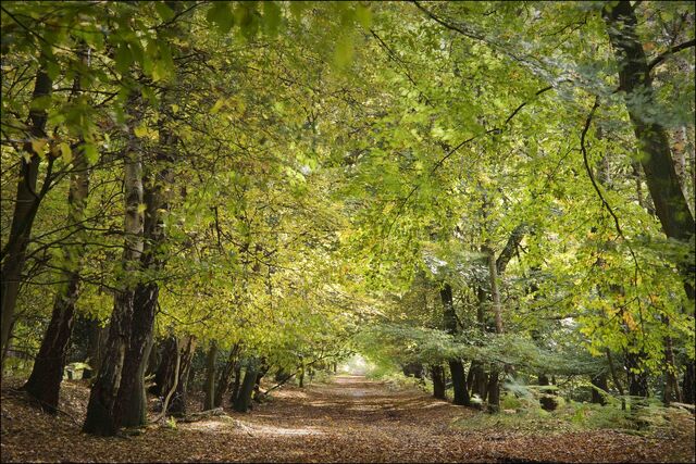 File:Forest-path-low-res.jpg