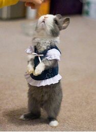 Ashbunny