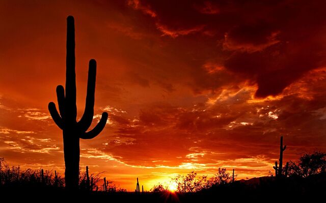 File:Desert-cactus-wallpaper.jpg