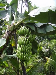 Banana-tree2