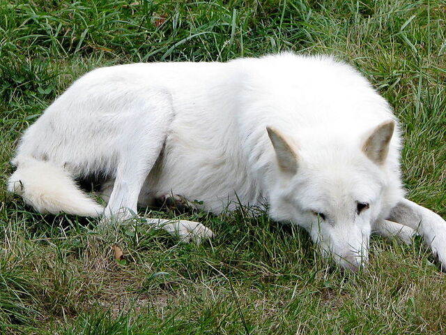 File:VIslandWolf.jpg