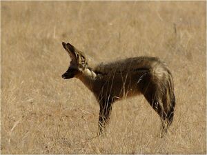 Caninefreeusebatearedfox