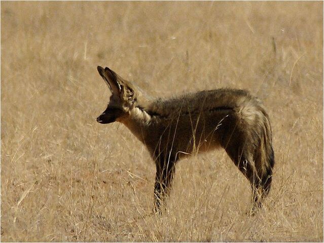 File:Caninefreeusebatearedfox.jpg