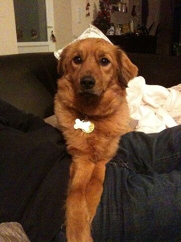 File:Satodog.jpg