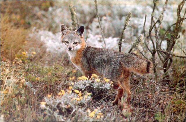 File:Caninefreeuseislandgrayfox.jpg
