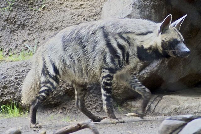 File:Striped.jpg